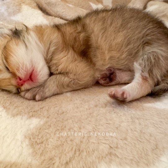 chaton British Longhair black golden ticked tabby Kanata Chatterie Nekobaa black golden shaded