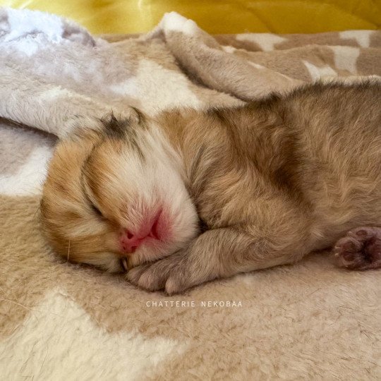chaton British Longhair black golden ticked tabby Kanata Chatterie Nekobaa black golden shaded