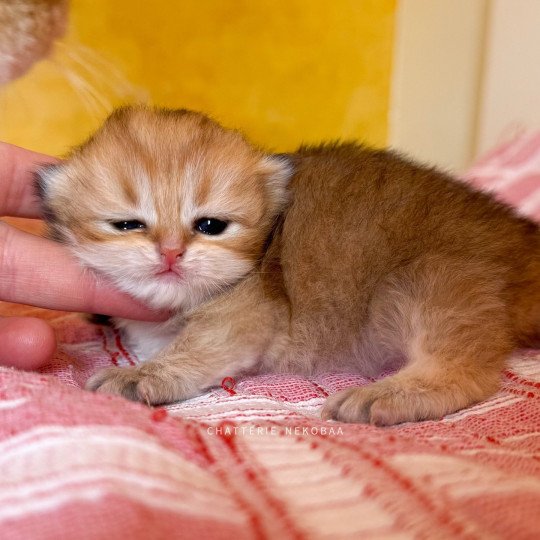chaton British Longhair black golden shaded Kanata Chatterie Nekobaa black golden shaded