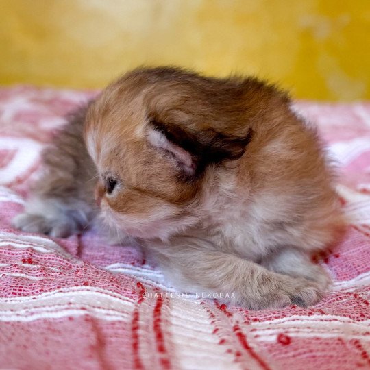 chaton British Longhair black golden shaded Kanata Chatterie Nekobaa black golden shaded