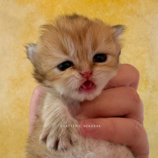 chaton British Longhair black golden shaded Kanata Chatterie Nekobaa black golden shaded