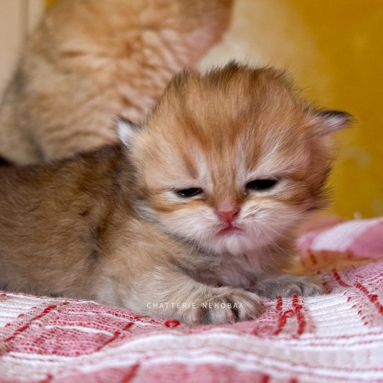 chaton British Longhair black golden shaded Kanata Chatterie Nekobaa black golden shaded