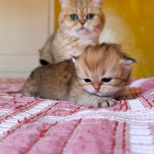 chaton British Longhair black golden shaded Kanata Chatterie Nekobaa black golden shaded