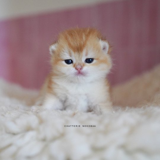 chaton British Shorthair black golden shell Noguchi Chatterie Nekobaa black golden shell