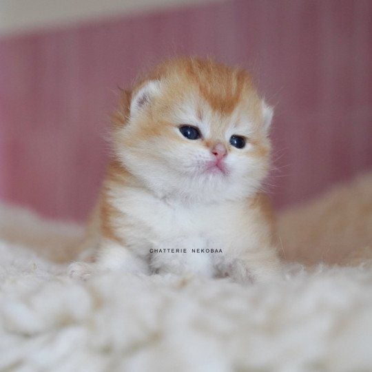 chaton British Shorthair black golden shell Noguchi Chatterie Nekobaa black golden shell