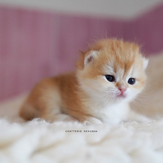 chaton British Shorthair black golden shell Noguchi Chatterie Nekobaa black golden shell