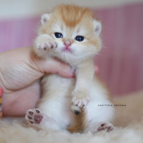 chaton British Shorthair black golden shell Noguchi Chatterie Nekobaa black golden shell