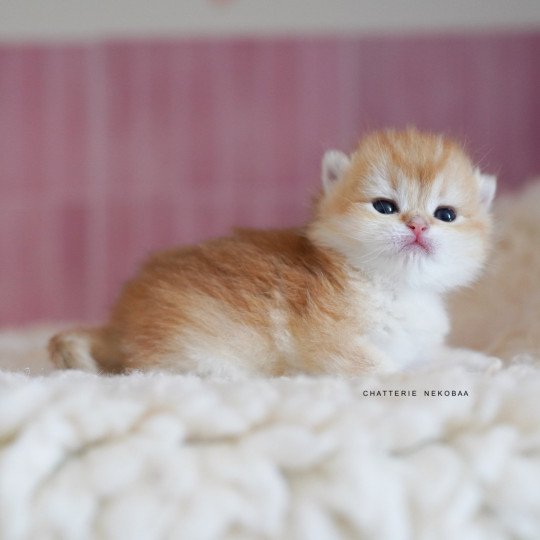 chaton British Shorthair black golden shell Noguchi Chatterie Nekobaa black golden shell