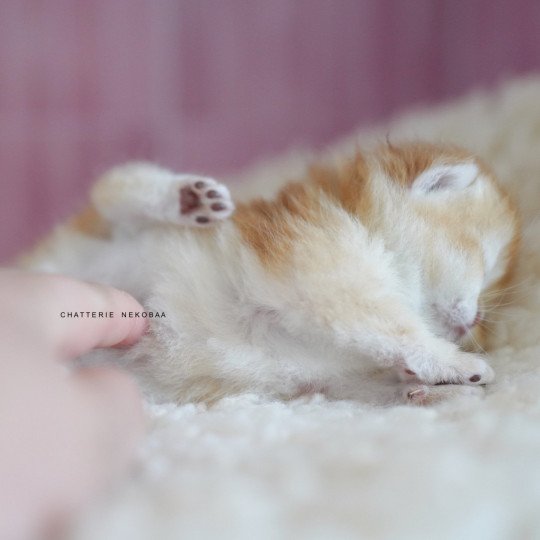 chaton British Shorthair black golden shell Noguchi Chatterie Nekobaa black golden shell