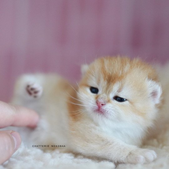 chaton British Shorthair black golden shell Noguchi Chatterie Nekobaa black golden shell