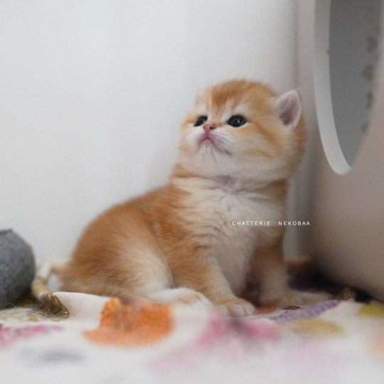 chaton British Shorthair black golden shell Noguchi Chatterie Nekobaa black golden shell
