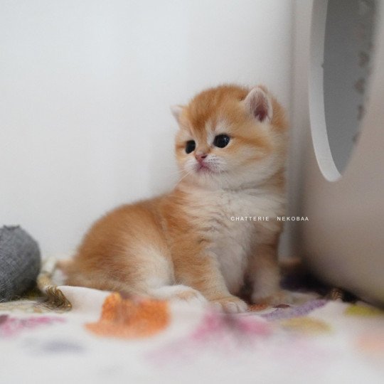 chaton British Shorthair black golden shell Noguchi Chatterie Nekobaa black golden shell