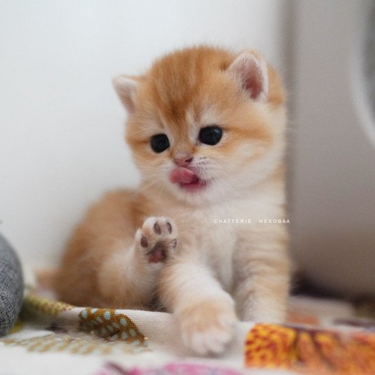 chaton British Shorthair black golden shell Noguchi Chatterie Nekobaa black golden shell
