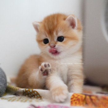 Noguchi Mâle British Shorthair