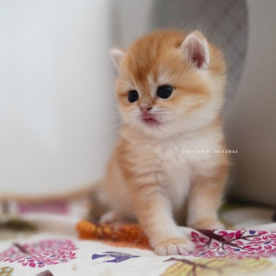 chaton British Shorthair black golden shell Noguchi Chatterie Nekobaa black golden shell