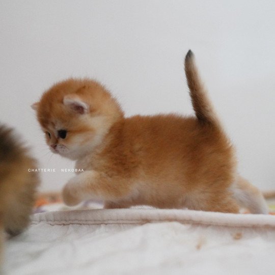 chaton British Shorthair black golden shell Noguchi Chatterie Nekobaa black golden shell