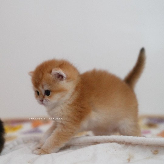 chaton British Shorthair black golden shell Noguchi Chatterie Nekobaa black golden shell
