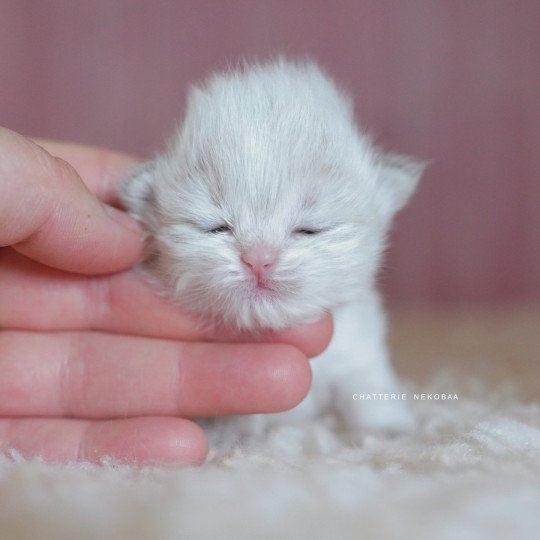 chaton British Longhair blue golden point Plumette Chatterie Nekobaa blue golden point