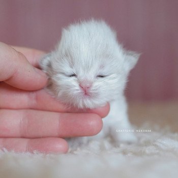 Plumette Femelle British Longhair