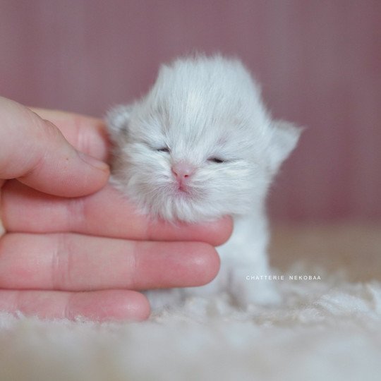 chaton British Longhair blue golden point Plumette Chatterie Nekobaa blue golden point