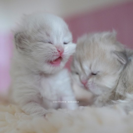 chaton British Longhair blue golden point Plumette Chatterie Nekobaa blue golden point