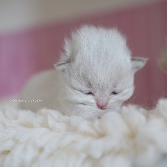 chaton British Longhair blue golden point Plumette Chatterie Nekobaa blue golden point