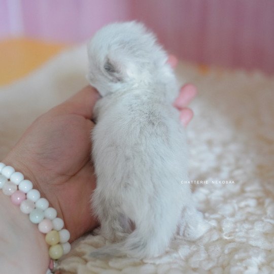 chaton British Longhair blue golden point Plumette Chatterie Nekobaa blue golden point