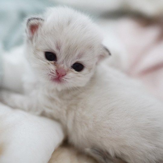 chaton British Longhair blue golden point Plumette Chatterie Nekobaa blue golden point