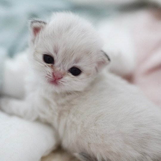 chaton British Longhair blue golden point Plumette Chatterie Nekobaa blue golden point