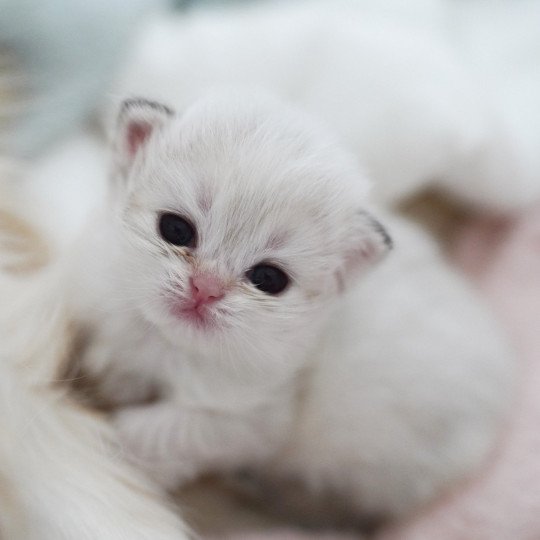 chaton British Longhair blue golden point Plumette Chatterie Nekobaa blue golden point