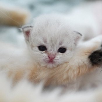 Plumette Femelle British Longhair