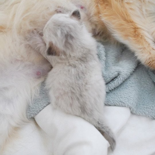 chaton British Longhair blue golden point Plumette Chatterie Nekobaa blue golden point