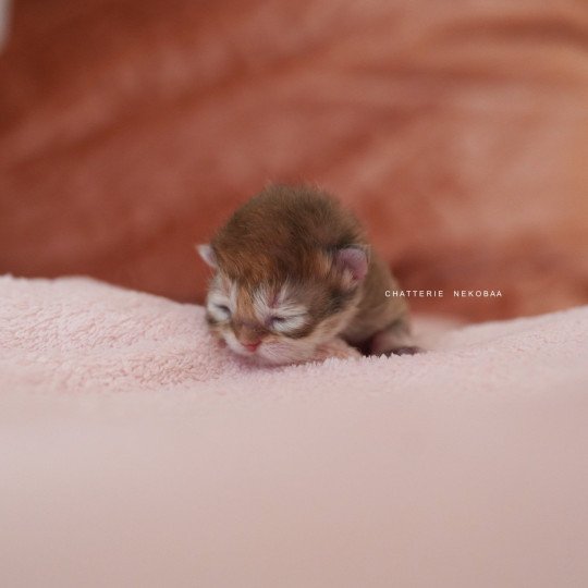 chaton British Longhair black golden shaded Qamado Chatterie Nekobaa black golden shaded