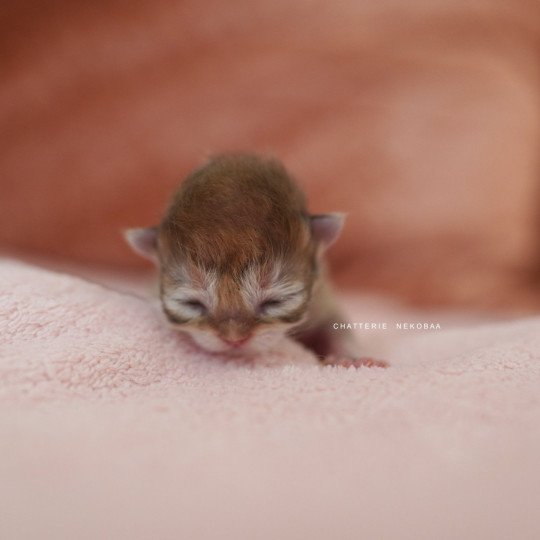 chaton British Longhair black golden shaded Qamado Chatterie Nekobaa black golden shaded