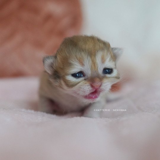 chaton British Shorthair black golden shaded Qamado Chatterie Nekobaa black golden shaded