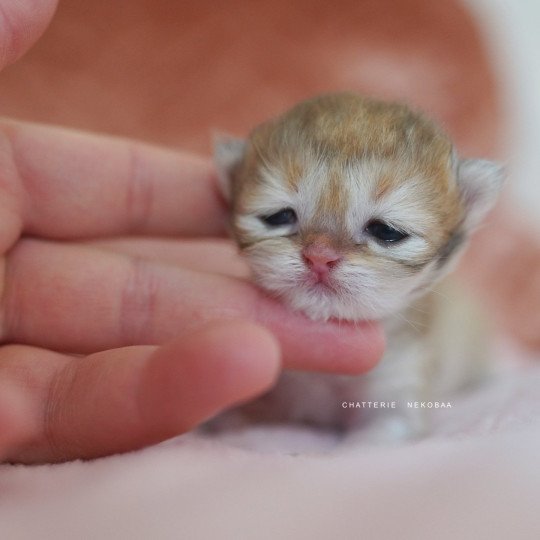 chaton British Shorthair black golden shaded Qamado Chatterie Nekobaa black golden shaded
