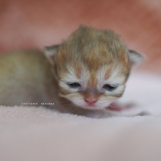 chaton British Shorthair black golden shaded Qamado Chatterie Nekobaa black golden shaded