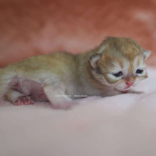 chaton British Shorthair black golden shaded Qamado Chatterie Nekobaa black golden shaded