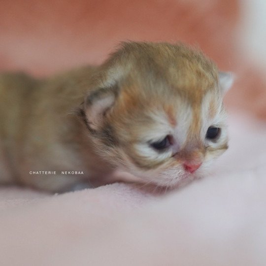 chaton British Shorthair black golden shaded Qamado Chatterie Nekobaa black golden shaded