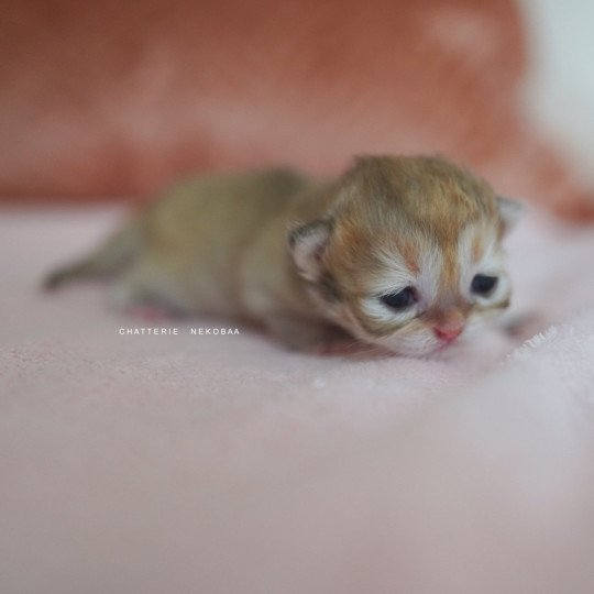 chaton British Shorthair black golden shaded Qamado Chatterie Nekobaa black golden shaded