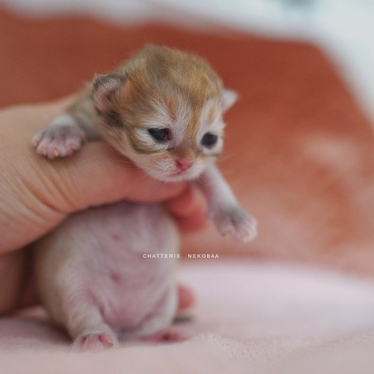 chaton British Shorthair black golden shaded Qamado Chatterie Nekobaa black golden shaded