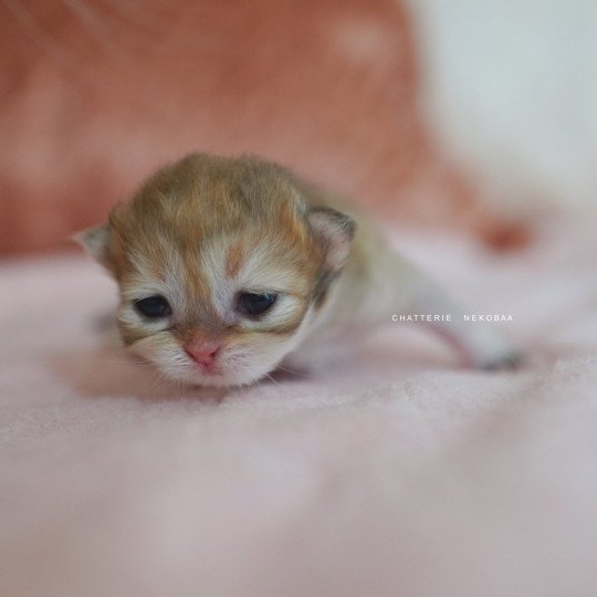 chaton British Shorthair black golden shaded Qamado Chatterie Nekobaa black golden shaded