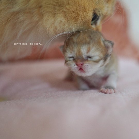 chaton British Shorthair black golden shaded Qamado Chatterie Nekobaa black golden shaded