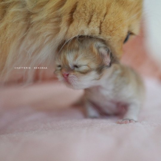 chaton British Shorthair black golden shaded Qamado Chatterie Nekobaa black golden shaded