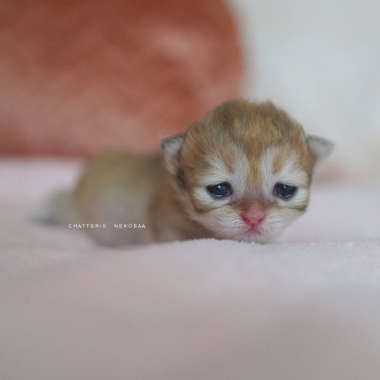 chaton British Shorthair black golden shaded Qamado Chatterie Nekobaa black golden shaded