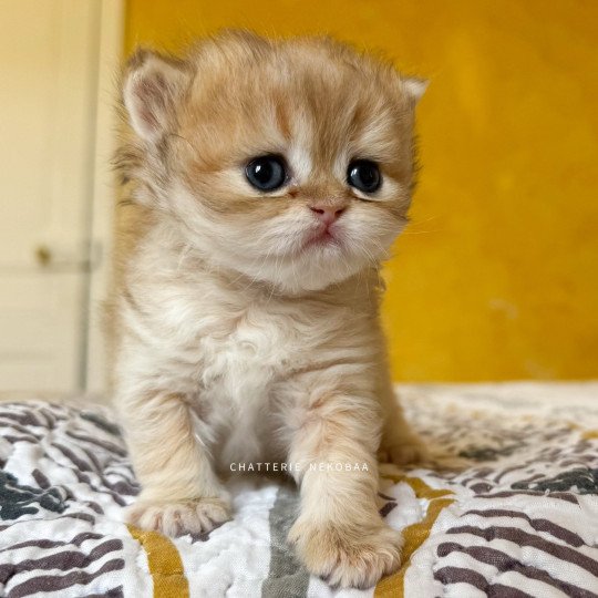 chaton British Shorthair black golden shaded Qamado Chatterie Nekobaa black golden shaded