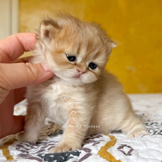 chaton British Shorthair black golden shaded Qamado Chatterie Nekobaa black golden shaded