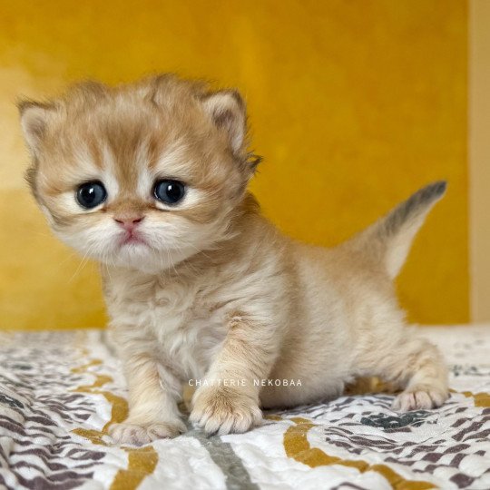 chaton British Shorthair black golden shaded Qamado Chatterie Nekobaa black golden shaded