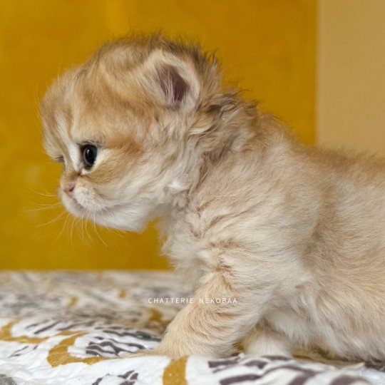chaton British Shorthair black golden shaded Qamado Chatterie Nekobaa black golden shaded