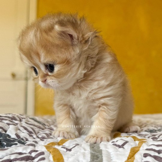 chaton British Shorthair black golden shaded Qamado Chatterie Nekobaa black golden shaded